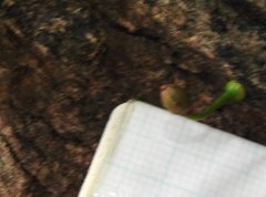 Dendrotrophe varians