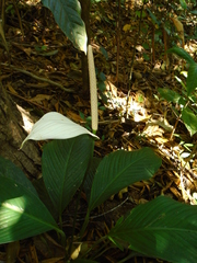 Spathiphyllum