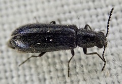 Dasytes aeratus