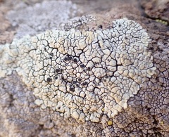 Lobothallia alphoplaca