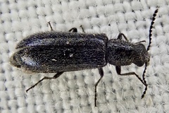 Dasytes aeratus