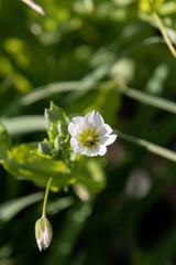 Cerastium davuricum