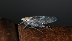 Excultanus excultus