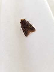 Cerastis enigmatica