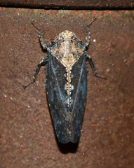 Excultanus excultus