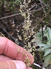 Agrostis pallens