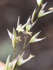 Agrostis pallens