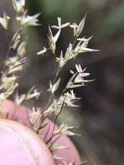 Agrostis pallens