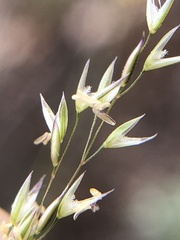 Agrostis pallens