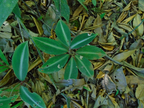 Costus laevis (Costus laevis)