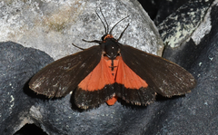 Virbia laeta