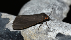 Virbia laeta
