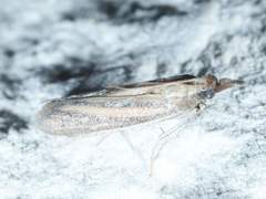 Bandera binotella