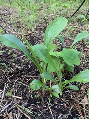Rudbeckia texana