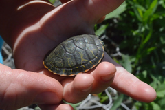 Pseudemys rubriventris