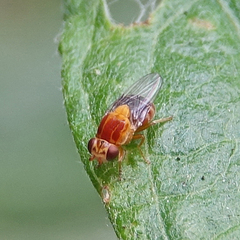 Thaumatomyia rubida