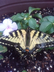 Papilio canadensis