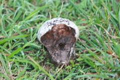 Calvatia lilacina