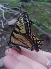 Papilio canadensis