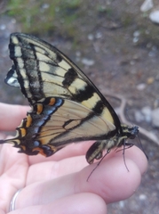 Papilio canadensis