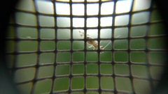 Graphopsocus cruciatus