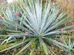 Agave angustifolia
