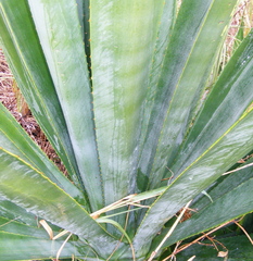Agave angustifolia