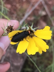 Epicauta atrata
