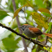 Azara's Spinetail - Photo (c) thibaudaronson, some rights reserved (CC BY-SA), uploaded by thibaudaronson