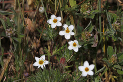 Leptosiphon jepsonii