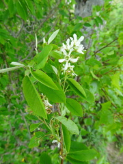 Amelanchier × intermedia