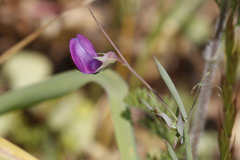 Lathyrus angulatus