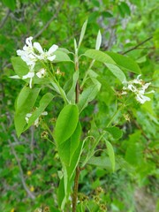 Amelanchier × intermedia
