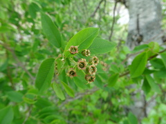 Amelanchier × intermedia