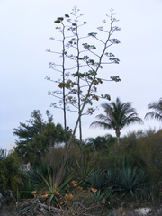 Agave sisalana
