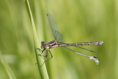 Lestes stultus