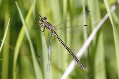 Lestes stultus