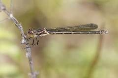 Lestes stultus