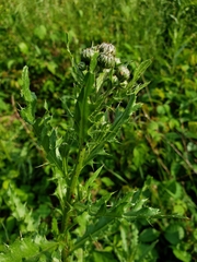 Cirsium pumilum