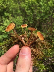 Inocybe nematoloma