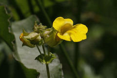 Erythranthe arvensis