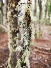 Usnea barbata