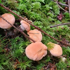 Hydnum washingtonianum