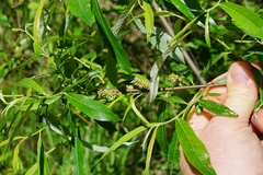 Salix sericea