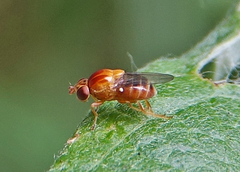 Thaumatomyia rubida