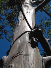 Eucalyptus deglupta