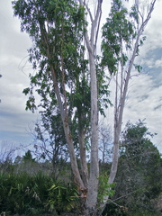 Eucalyptus camaldulensis subsp. acuta image