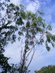 Eucalyptus camaldulensis subsp. acuta image