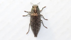 Dicerca tenebrica