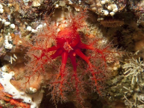 Orange Sea Cucumber, photo 4 of 10